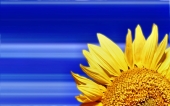 miniature 246-fleur
