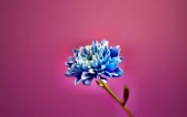 miniature 249-fleur