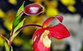 miniature 251-fleur