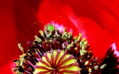 miniature 252-fleur
