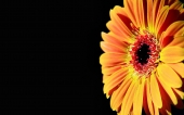 miniature 259-fleur