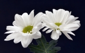 miniature 260-fleur