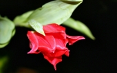 miniature 261-fleur