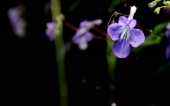 miniature 264-fleur