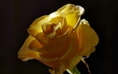 miniature 265-fleur