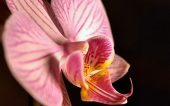 miniature 266-fleur