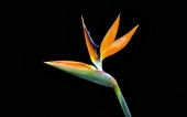 miniature 267-fleur