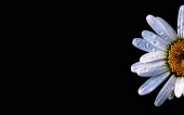 miniature 268-fleur
