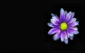 miniature 269-fleur