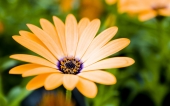 miniature 37- fleur