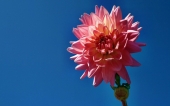 miniature 72-fleur