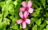 miniature 75-fleur