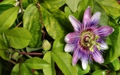 miniature 78-fleur
