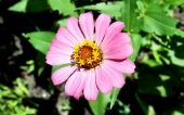 miniature 83-fleur
