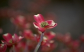 miniature 84-fleur