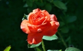 miniature 86-fleur