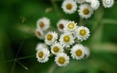 miniature 87-fleur