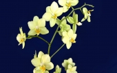 miniature 96-fleur