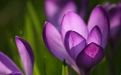 miniature Crocus