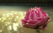 fond écran Fleur de Lotus