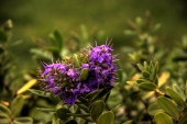 miniature Flores