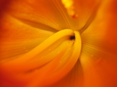 miniature Flower