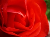 miniature Rose