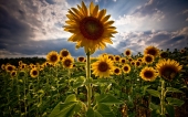 fond écran Tournesols..