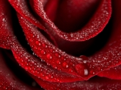 miniature Une Rose