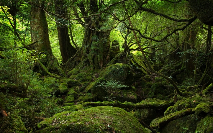 fond d'ecran gratuit arbre