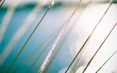 fond écran Reeds By The Water