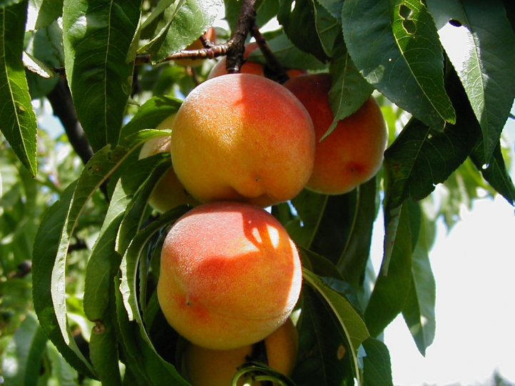 Fruits fond écran wallpaper