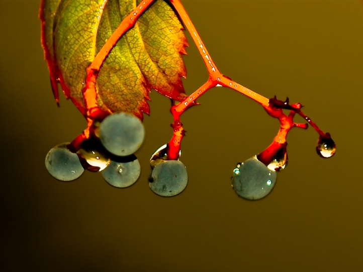 Fruits fond écran wallpaper