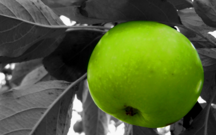 Fruits fond écran wallpaper