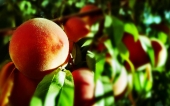 miniature 01-fruit